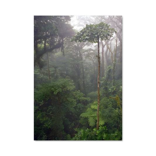 Poster Cloud forest 94661