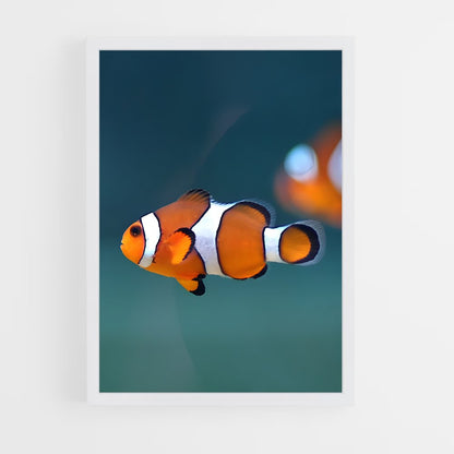 ap-clownfish-5 cadre Blanc