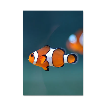Poster Clownfish Dream