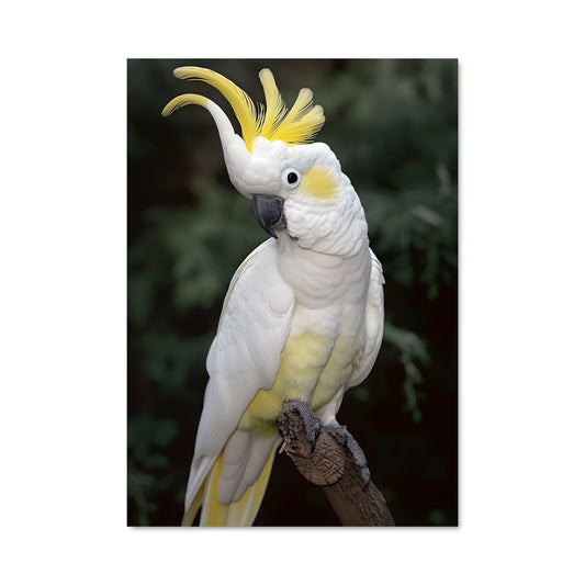 Poster Cockatoo Éblouissant