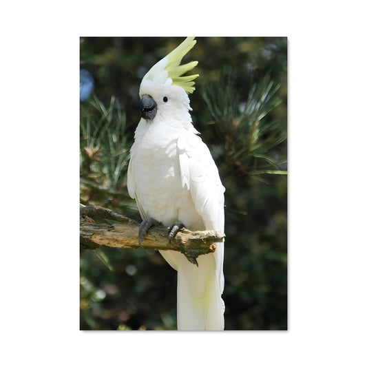 Poster Cockatoo Chic