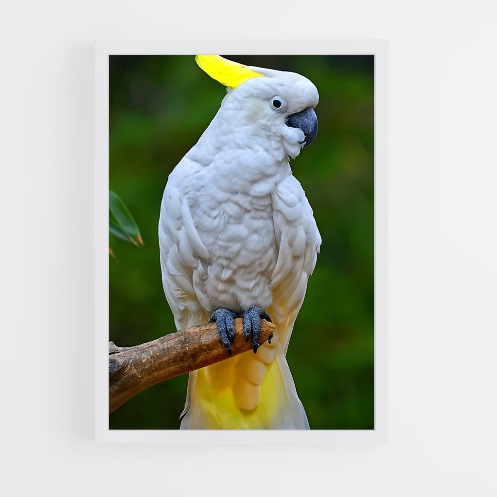 ap-cockatoo-4 cadre Blanc