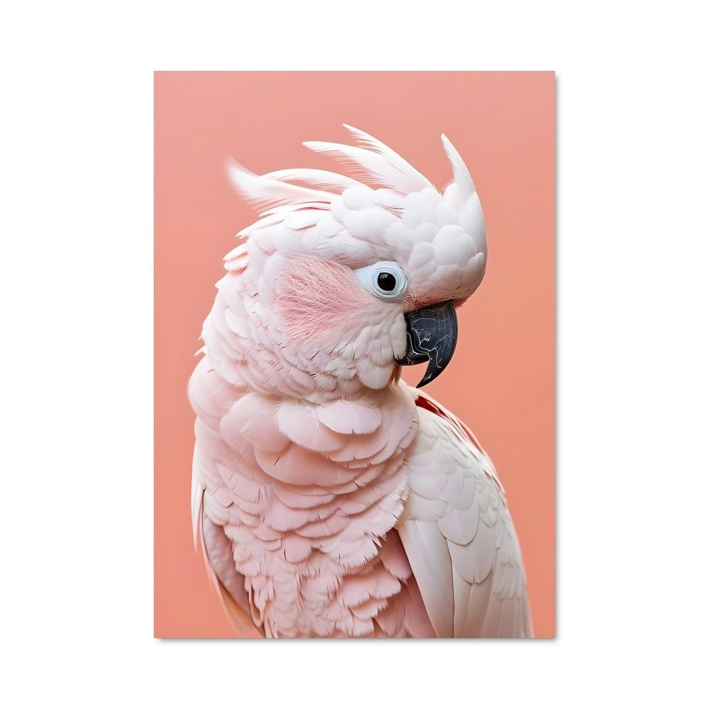 Poster Cockatoo Glam