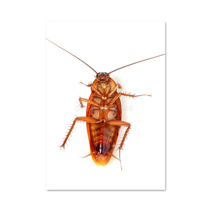 Poster Cockroach Symphony