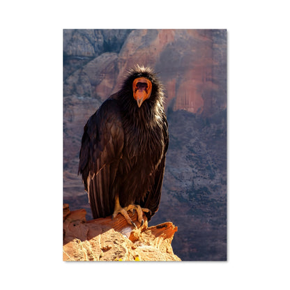 Poster L'Observateur du Canyon