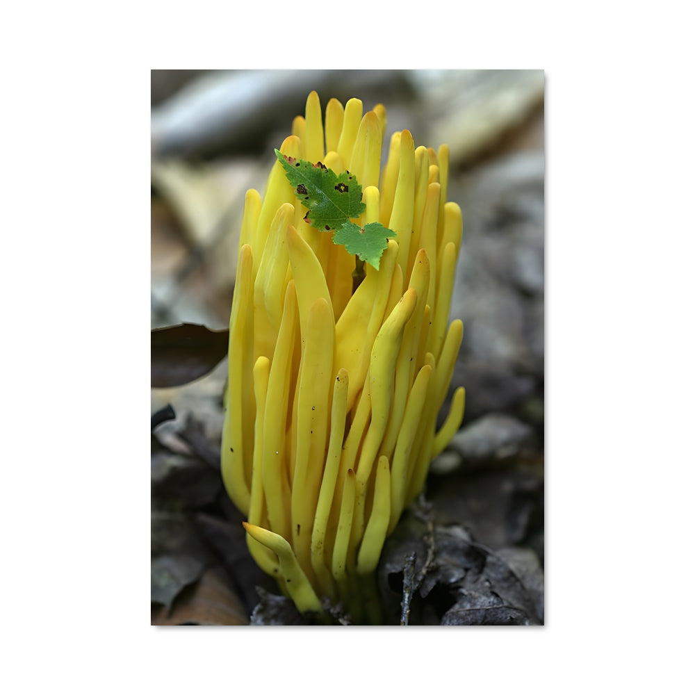 Poster Fungi Lumineux