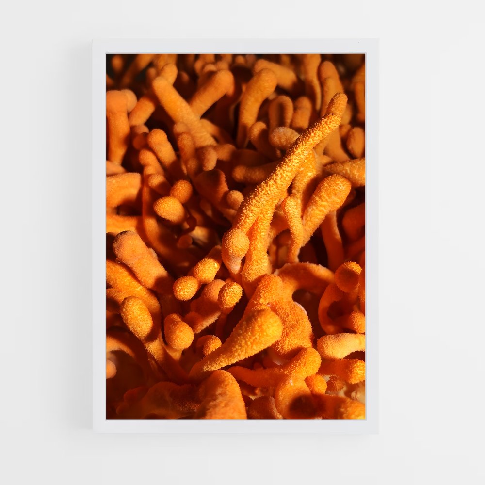 ap-cordyceps-3 cadre Blanc
