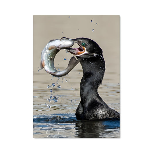 Poster Pêcheur des Cieux