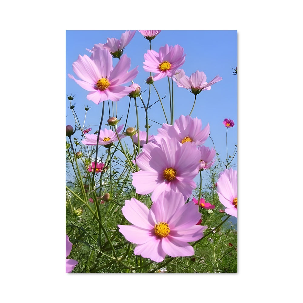 Poster Fleur de Cosmos