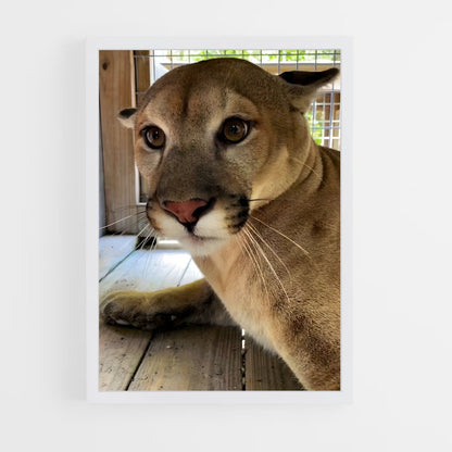 ap-cougar-2 cadre Blanc