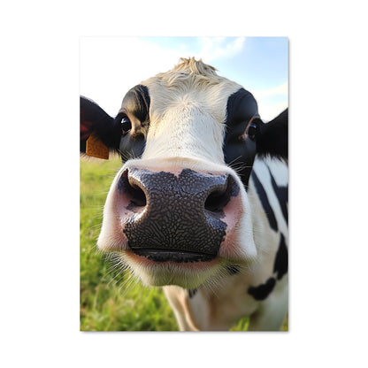 Poster Vache Noire