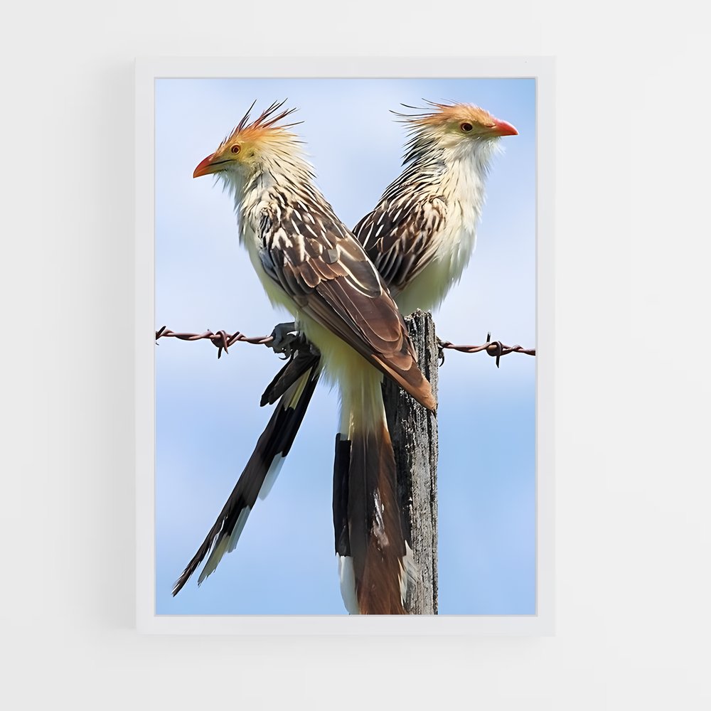 ap-cuckoo-2 cadre Blanc