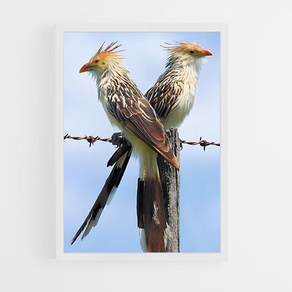 ap-cuckoo-2 cadre Blanc
