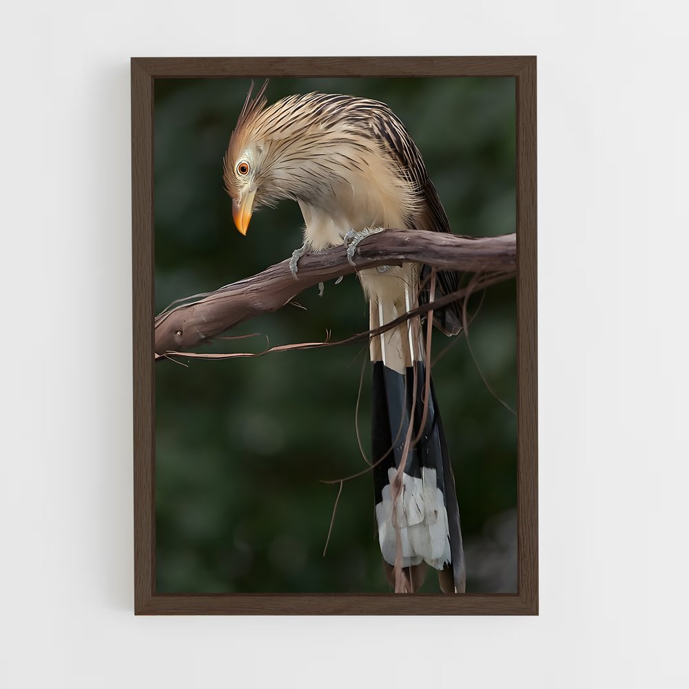 ap-cuckoo-3 cadre Bois foncé