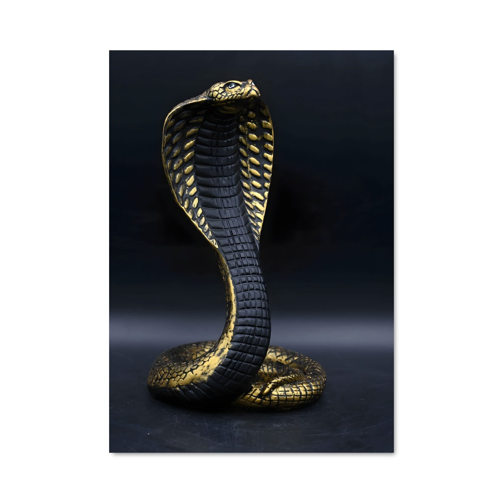 Poster Cobra d'Or