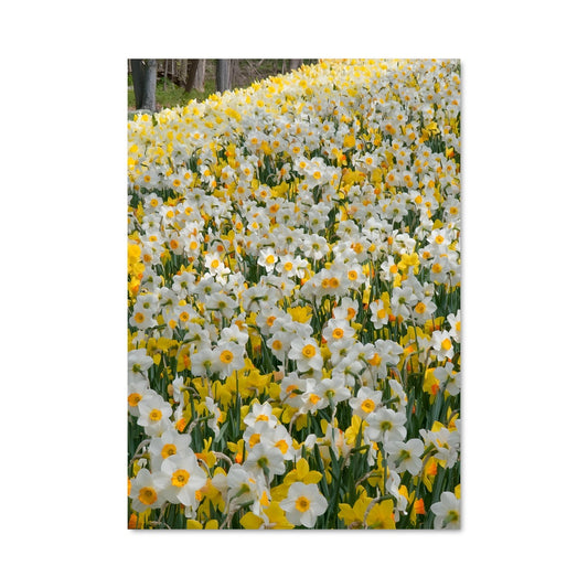 Poster Champ de Jonquilles