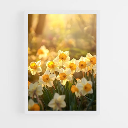 ap-daffodil-5 cadre Blanc