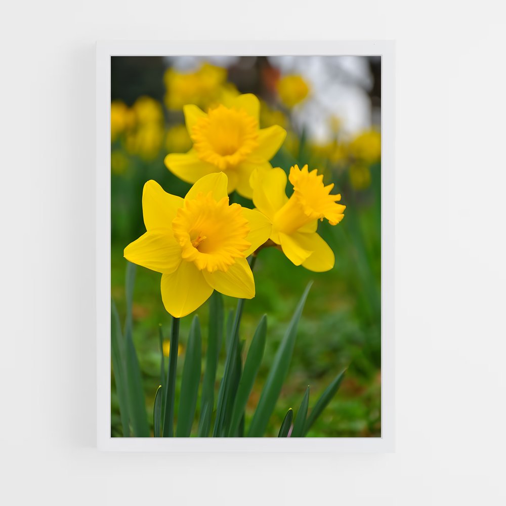 ap-daffodil-9 cadre Blanc