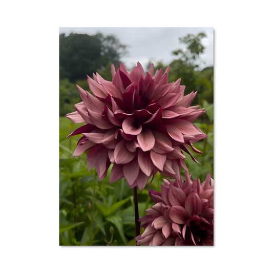 Poster Jardin de Dahlias