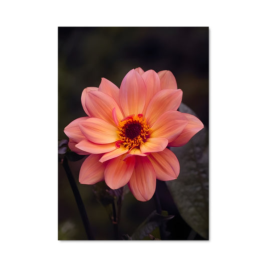 Poster Fleur de Jardin