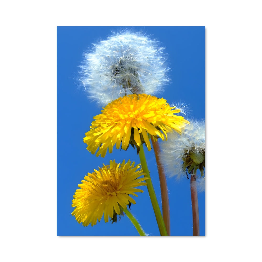 Poster Danse des Pissenlits