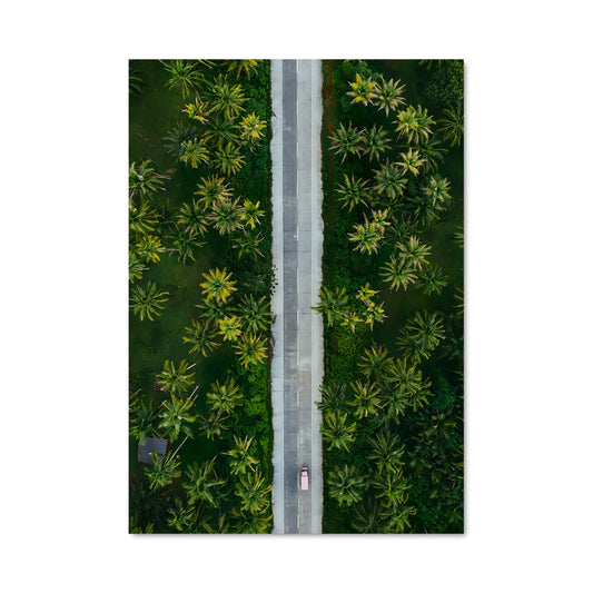 Poster Palmiers de Davao