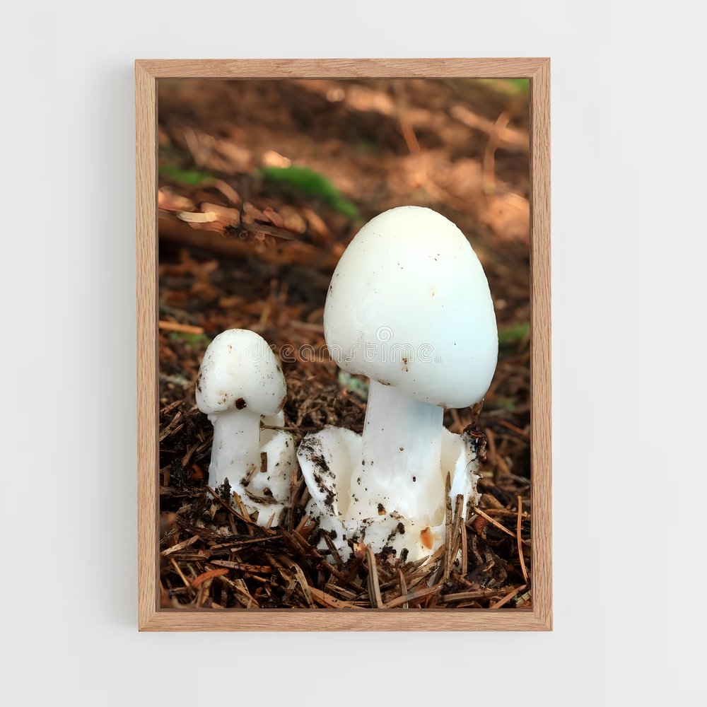 ap-destroying angel-1 cadre Bois clair