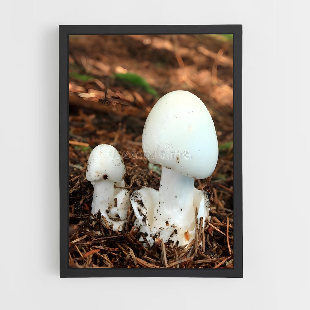 ap-destroying angel-1 cadre Noir