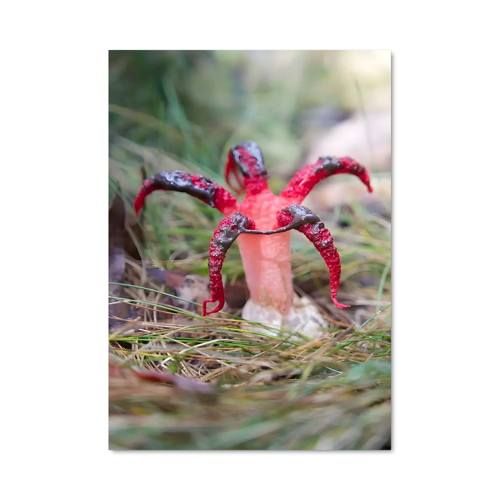 Poster Krabby Leaves