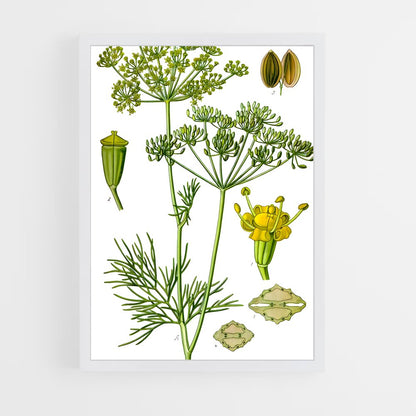 ap-dill-6 cadre Blanc