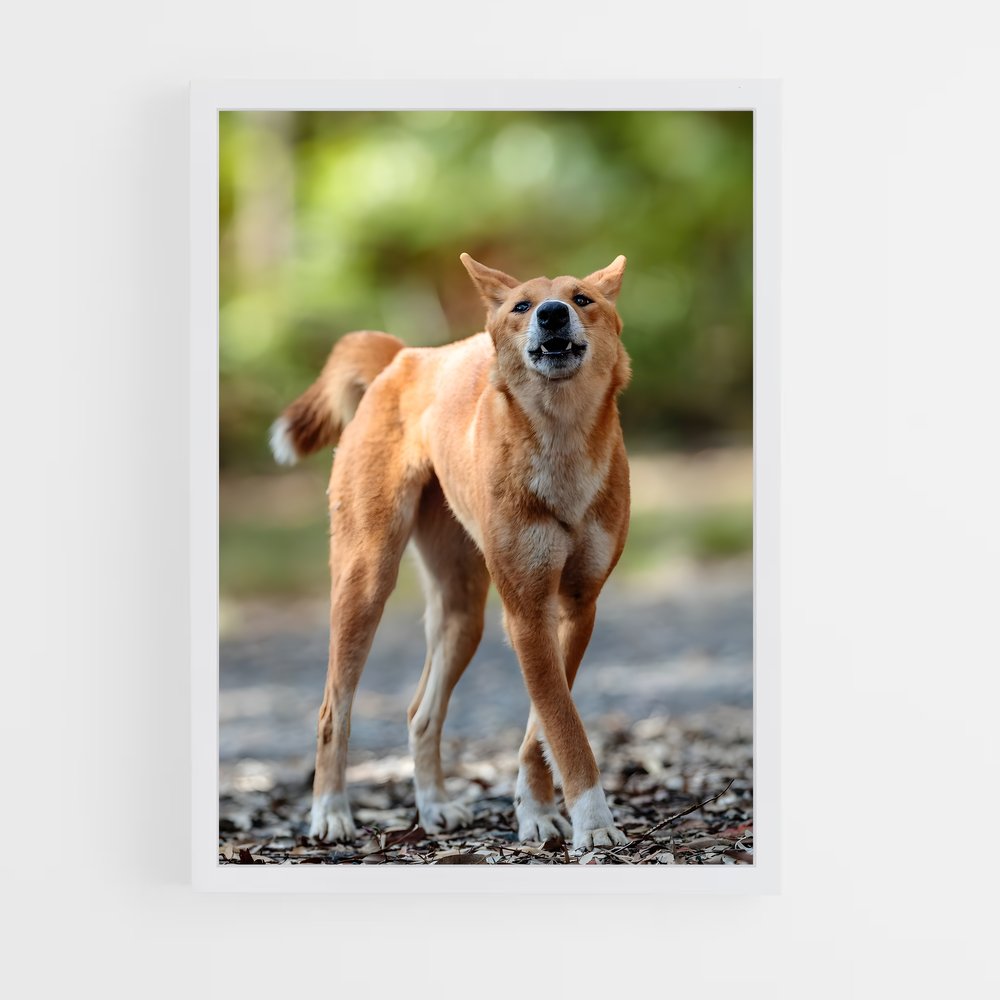 ap-dingo-2 cadre Blanc