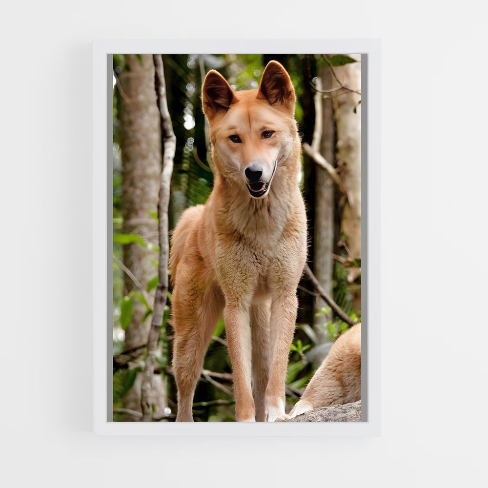 ap-dingo-4 cadre Blanc