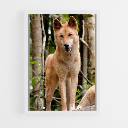 ap-dingo-4 cadre Blanc