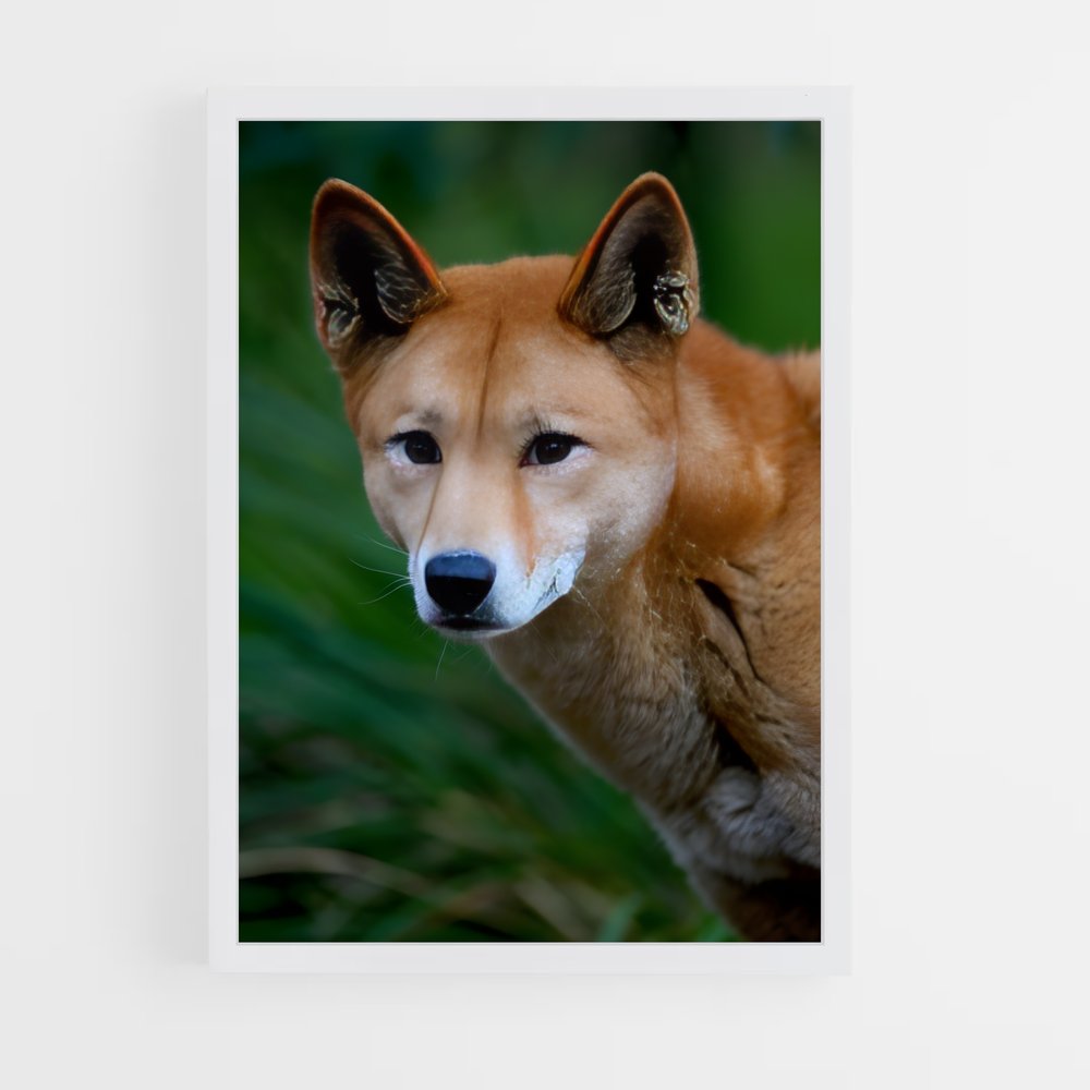 ap-dingo-5 cadre Blanc