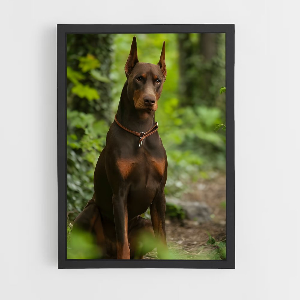 ap-doberman pinscher-3 cadre Noir