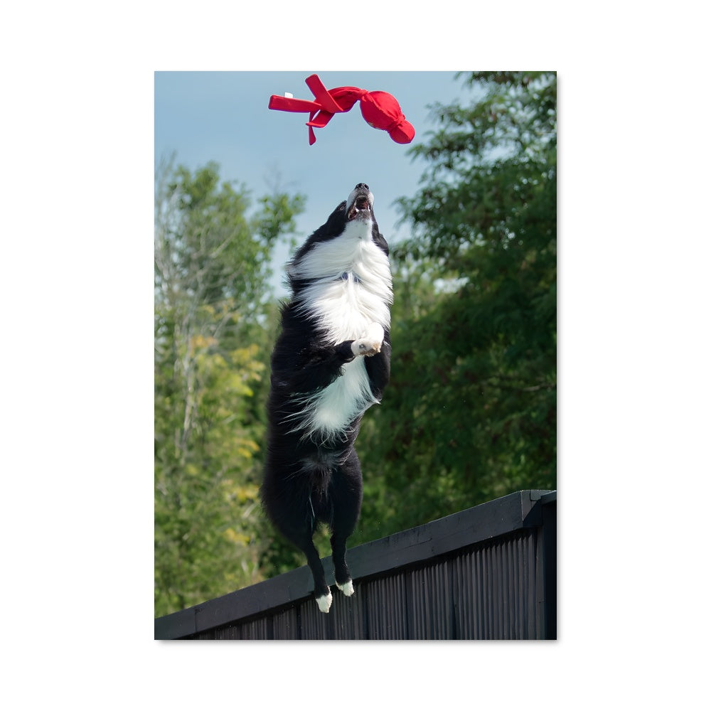 Poster Dock diving championships 67219