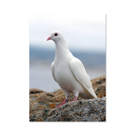 Poster Dove 83464