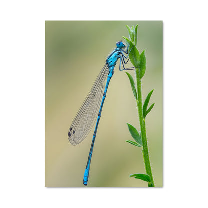 Poster Dragonfly 83472