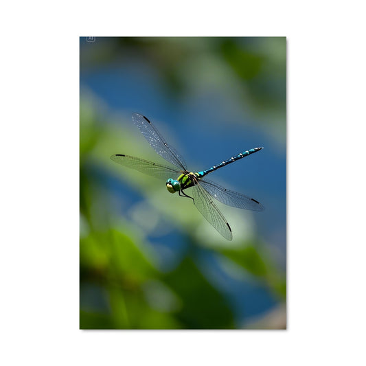 Poster Danse du Libellule