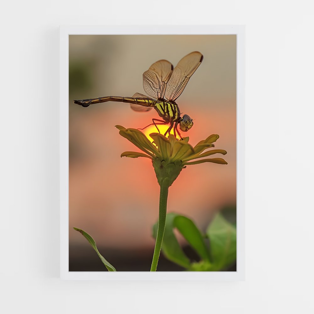 ap-dragonfly-9 cadre Blanc