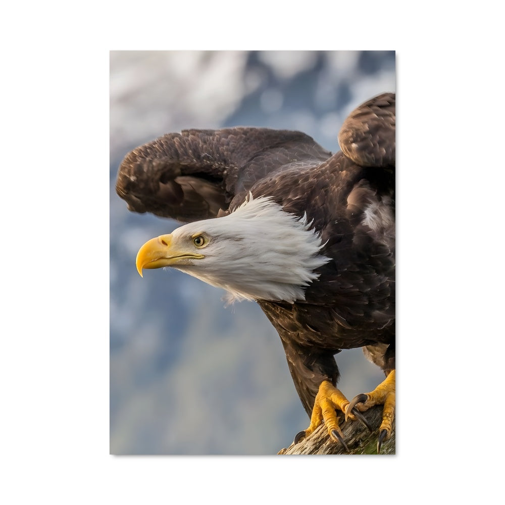 Poster Eagle 83480