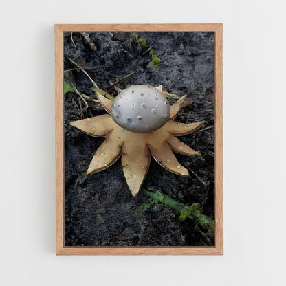 ap-earthstar-1 cadre Bois clair