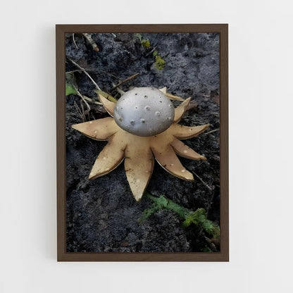 ap-earthstar-1 cadre Bois foncé