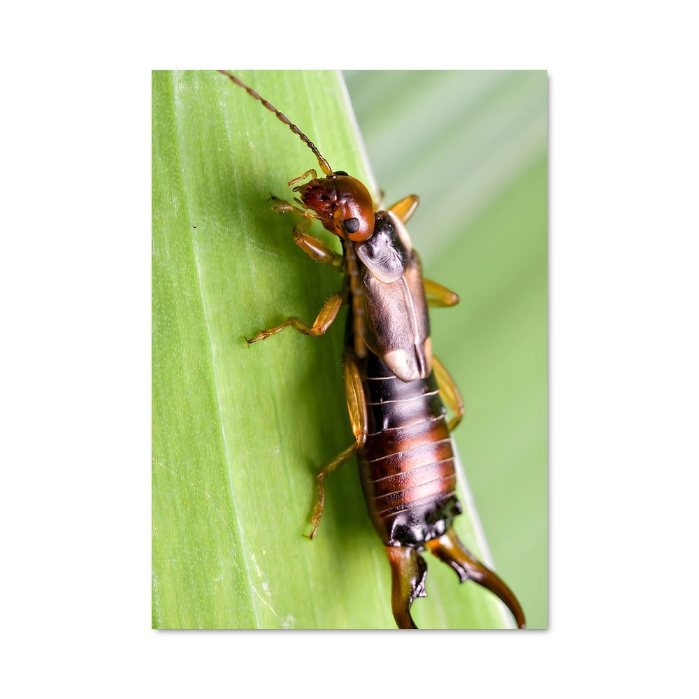 Poster Insecte Émeraude