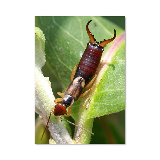 Poster L'Insecte Mystérieux