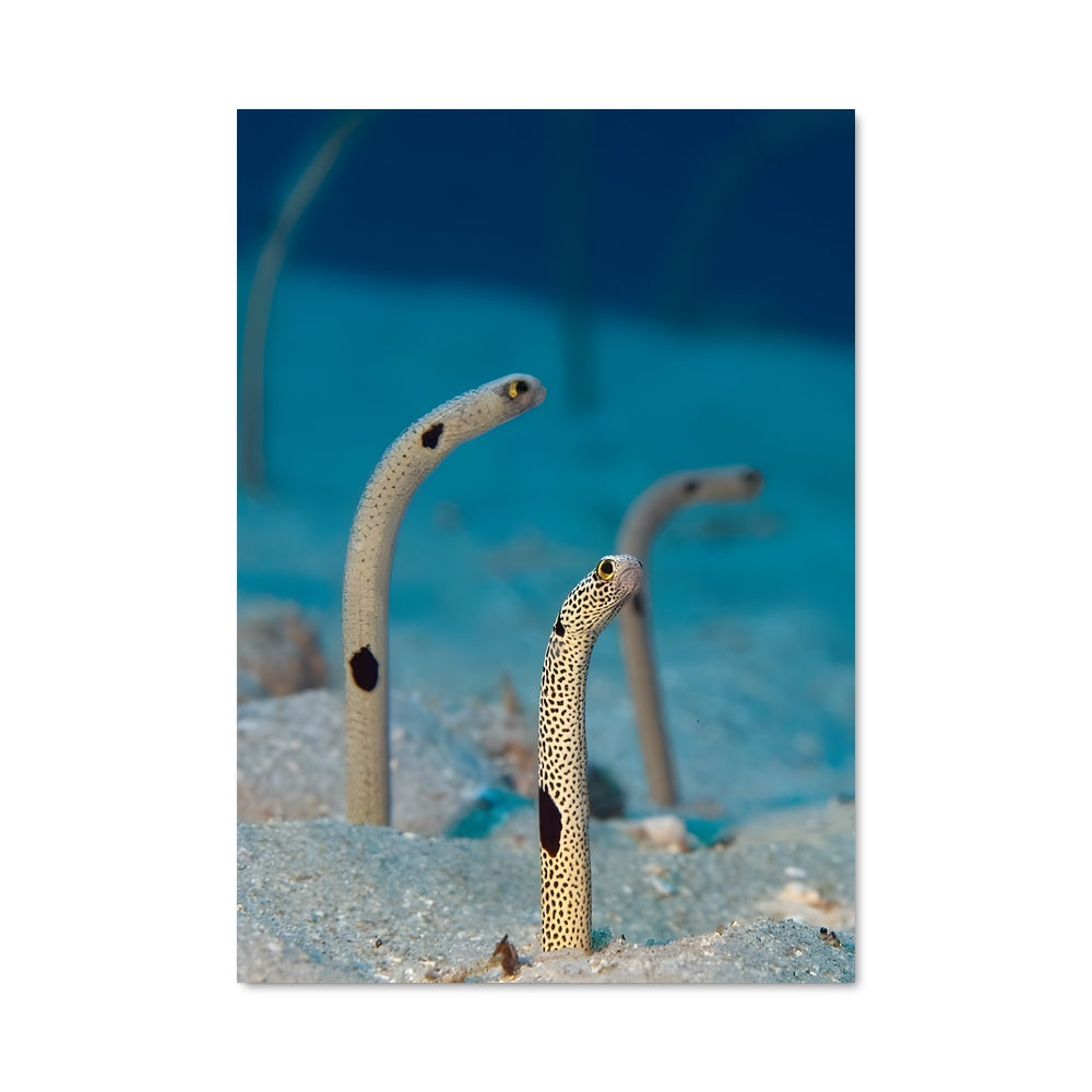 Poster Eel 83501