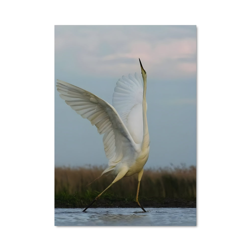 Poster L'Aigrette Éblouissante
