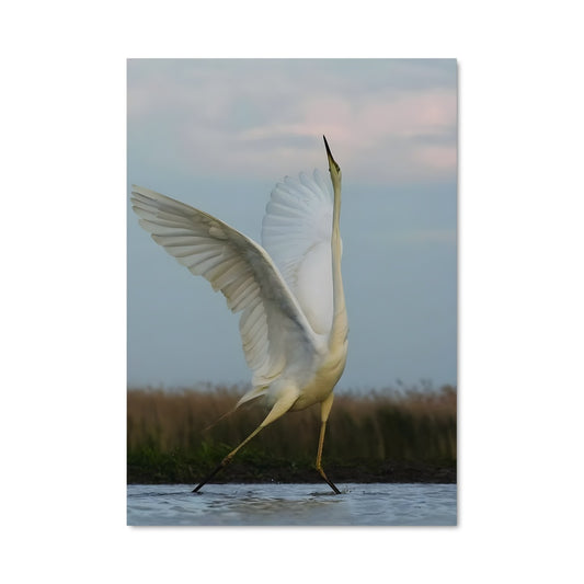 Poster L'Aigrette Éblouissante