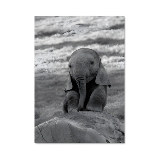 Poster Petit Éléphant sur Rocher