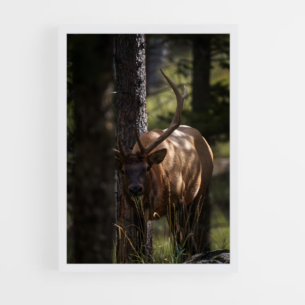 ap-elk-5 cadre Blanc